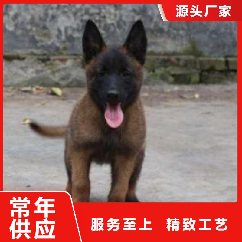 生产厂家【马犬】 卡斯罗犬厂家规格全