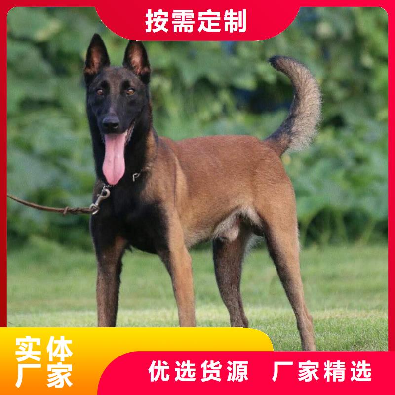 马犬,【杜高犬】自主研发-市场覆盖|晋州|高邑|张家口|沧州|承德|邯郸-企业旺旺