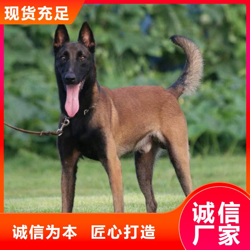 【马犬】 卡斯罗犬厂家规格全-一品犬舍(合作市分公司)