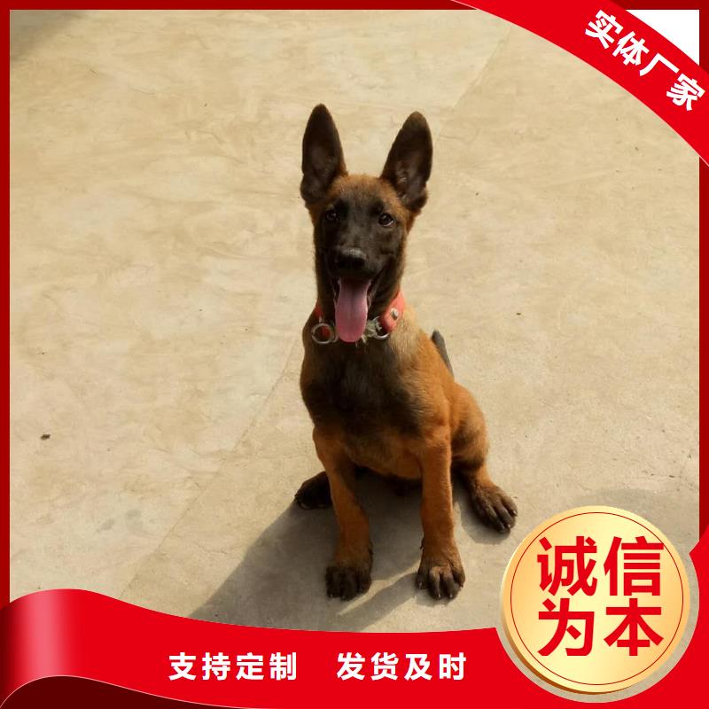 杜高犬视频-杜高犬-河北省石家庄市(周边)生产厂家-元氏|井陉|秦皇岛|沧州|邯郸|邢台|衡水|承德