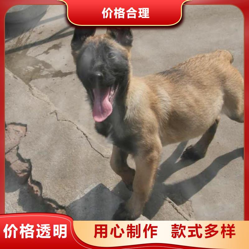 生产厂家【马犬】 卡斯罗犬厂家规格全