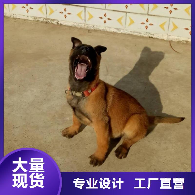 【 马犬_黑狼懂您所需】 一品犬舍(武汉市分公司)