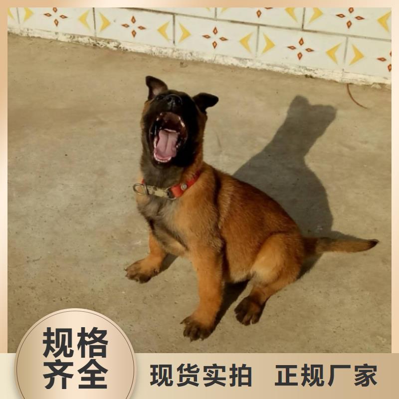 【马犬】 卡斯罗犬厂家规格全-一品犬舍(合作市分公司)