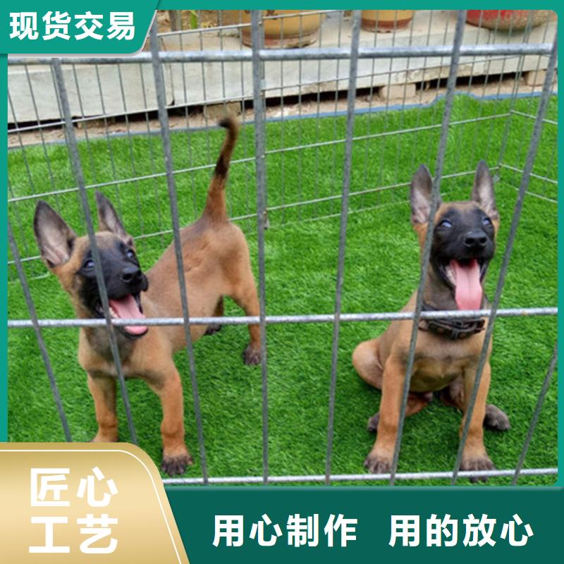 杜高犬视频-硚口|江汉|孝感|咸宁|荆州|宜昌|黄冈杜高犬厂家货源稳定-一品犬舍(武汉市分公司)