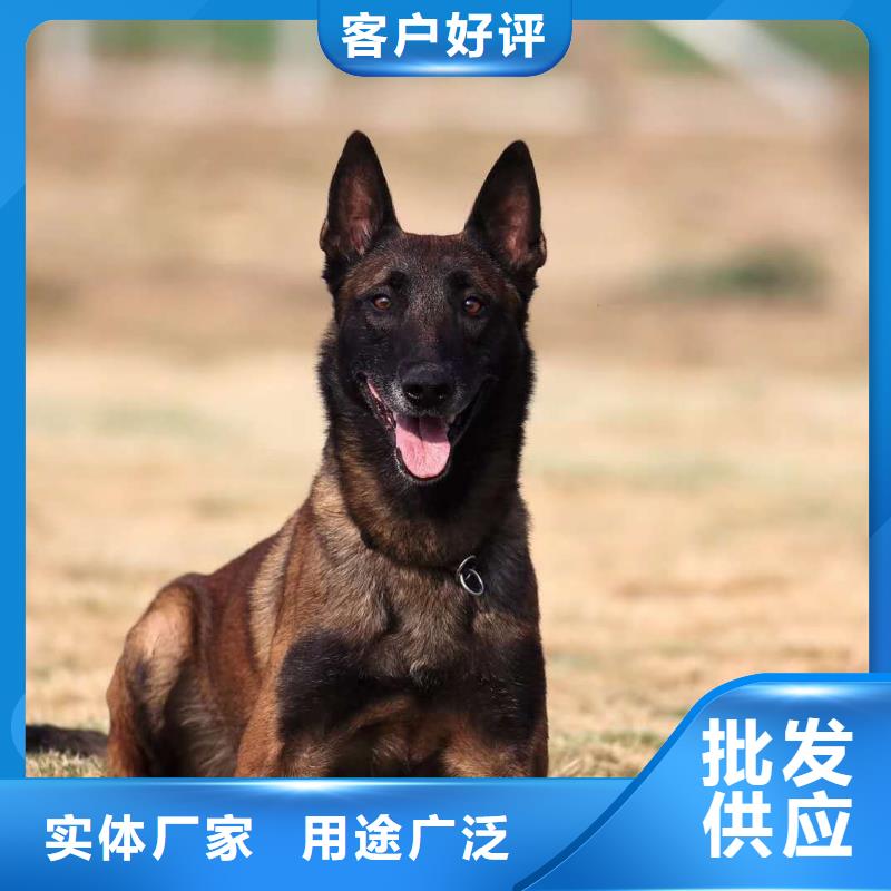 生产厂家【马犬】 卡斯罗犬厂家规格全