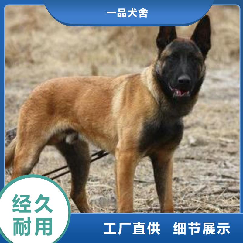 马犬,【杜高犬】自主研发-市场覆盖|晋州|高邑|张家口|沧州|承德|邯郸-企业旺旺
