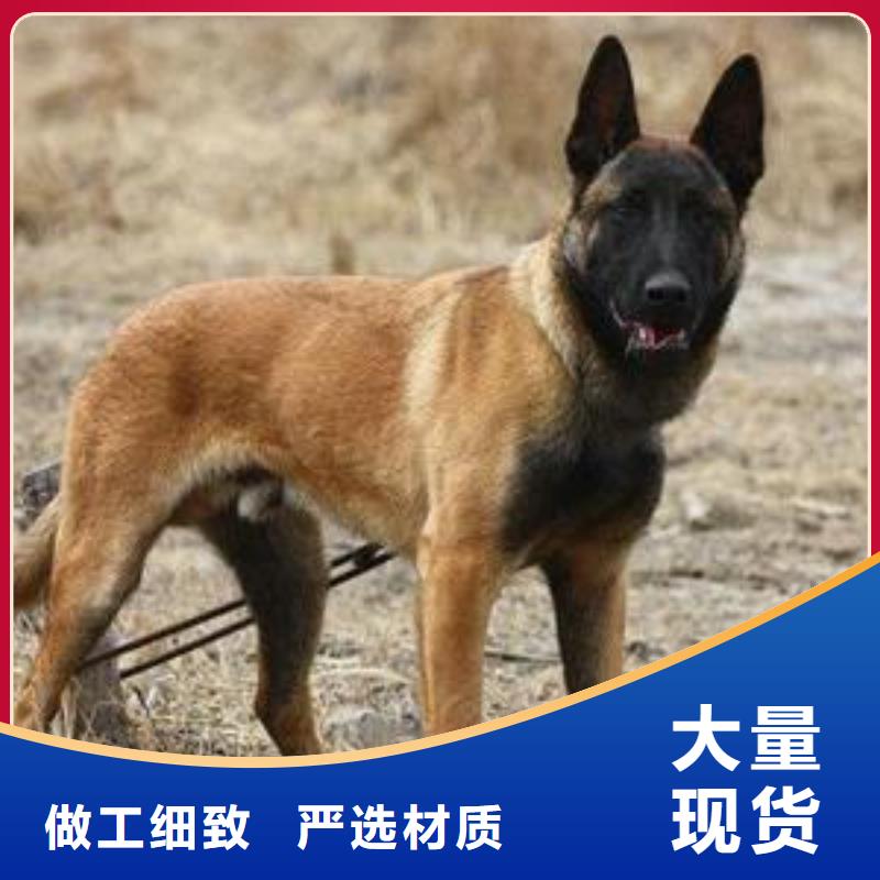 【马犬】 卡斯罗犬厂家规格全-一品犬舍(合作市分公司)
