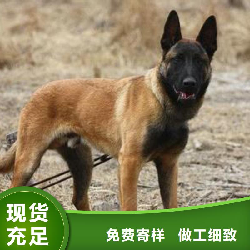 生产厂家【马犬】 卡斯罗犬厂家规格全