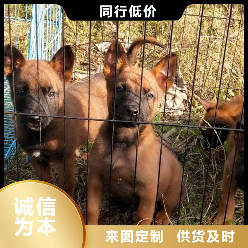 马犬,【杜高犬】自主研发-市场覆盖|晋州|高邑|张家口|沧州|承德|邯郸-企业旺旺