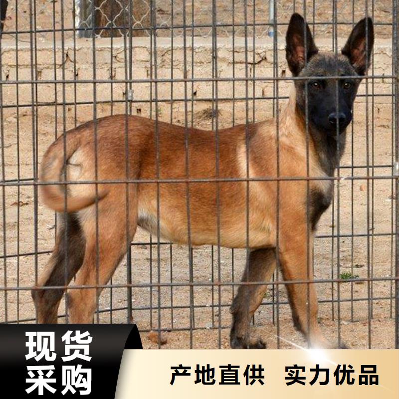 【 马犬_黑狼懂您所需】 一品犬舍(武汉市分公司)