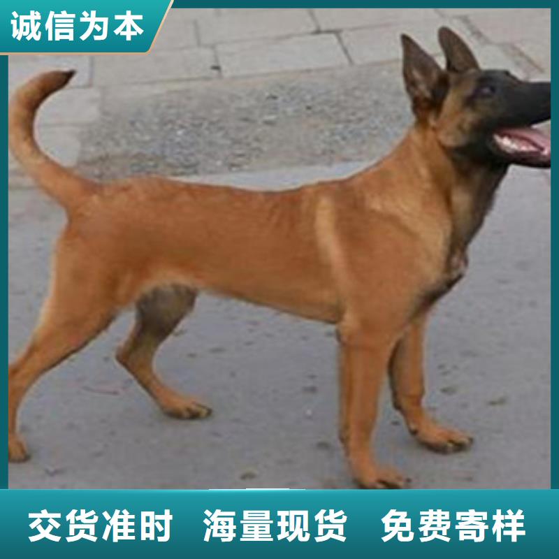 【 马犬_黑狼懂您所需】 一品犬舍(武汉市分公司)