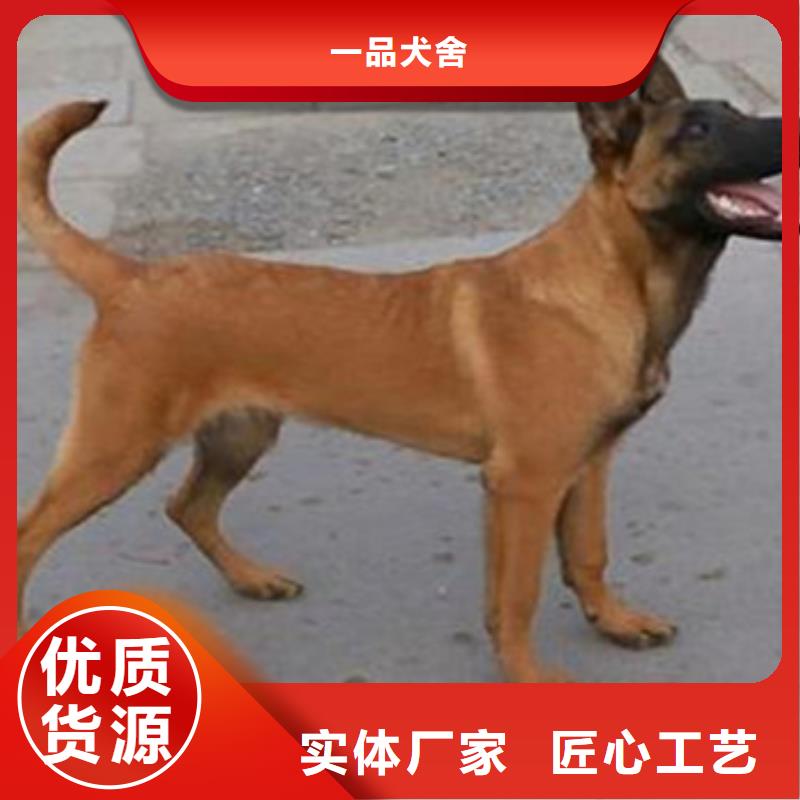 杜高犬-视频-杜高犬_甘肃省合作市市场覆盖玛曲|迭部|临夏|白银|平凉|兰州等