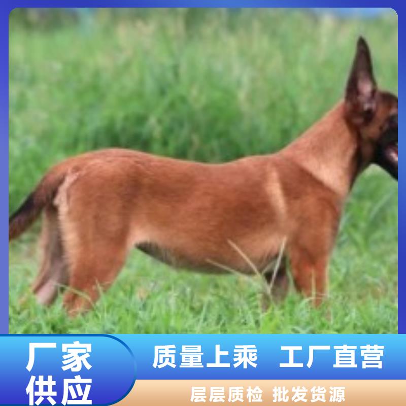 生产厂家【马犬】 卡斯罗犬厂家规格全