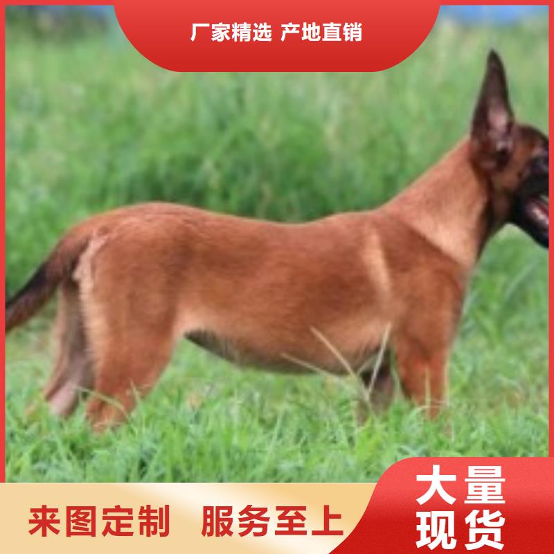 马犬,【杜高犬】自主研发-市场覆盖|晋州|高邑|张家口|沧州|承德|邯郸-企业旺旺
