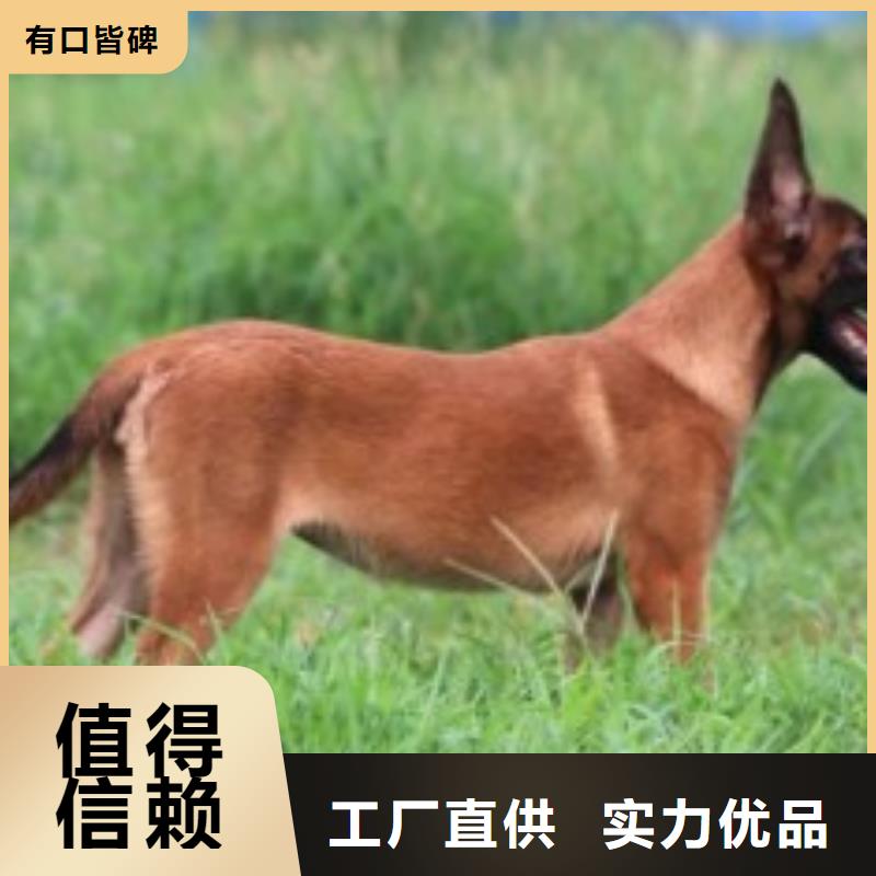 杜高犬视频-硚口|江汉|孝感|咸宁|荆州|宜昌|黄冈杜高犬厂家货源稳定-一品犬舍(武汉市分公司)