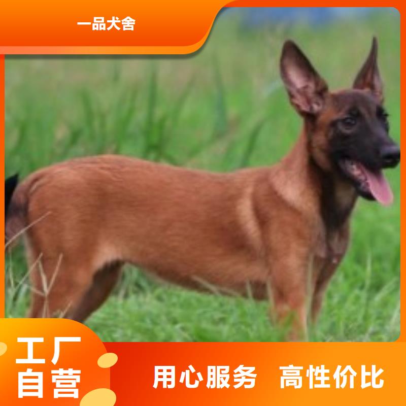 杜高犬视频-杜高犬-河北省石家庄市(周边)生产厂家-元氏|井陉|秦皇岛|沧州|邯郸|邢台|衡水|承德