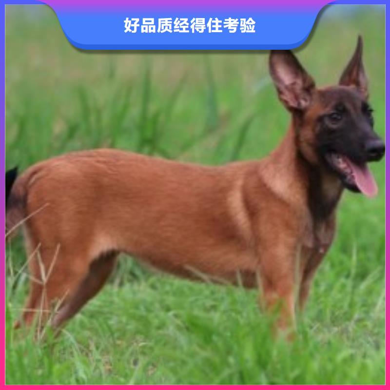 【 马犬_黑狼懂您所需】 一品犬舍(武汉市分公司)