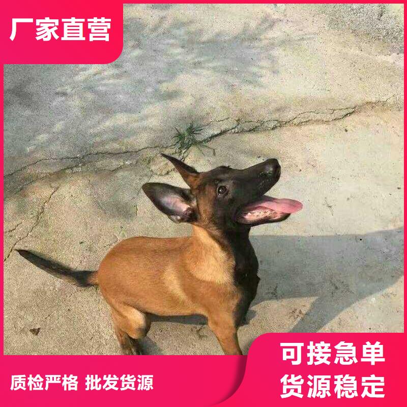 马犬,【杜高犬】自主研发一品杜高犬