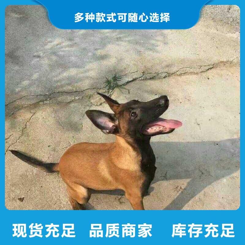 马犬,【杜高犬】自主研发-市场覆盖|晋州|高邑|张家口|沧州|承德|邯郸-企业旺旺