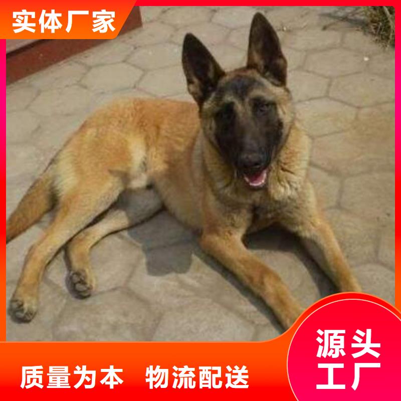 杜高犬视频-杜高犬-河北省石家庄市(周边)生产厂家-元氏|井陉|秦皇岛|沧州|邯郸|邢台|衡水|承德