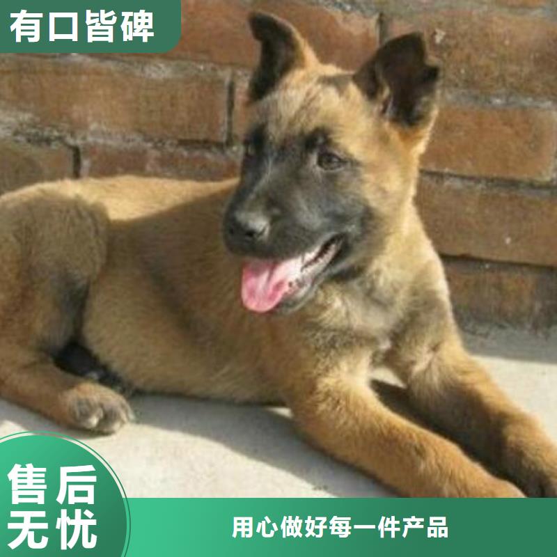 马犬,【杜高犬】自主研发-市场覆盖|晋州|高邑|张家口|沧州|承德|邯郸-企业旺旺