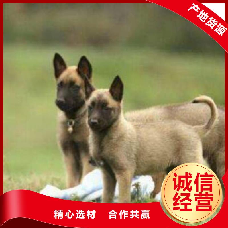 杜高犬视频-杜高犬-河北省石家庄市(周边)生产厂家-元氏|井陉|秦皇岛|沧州|邯郸|邢台|衡水|承德