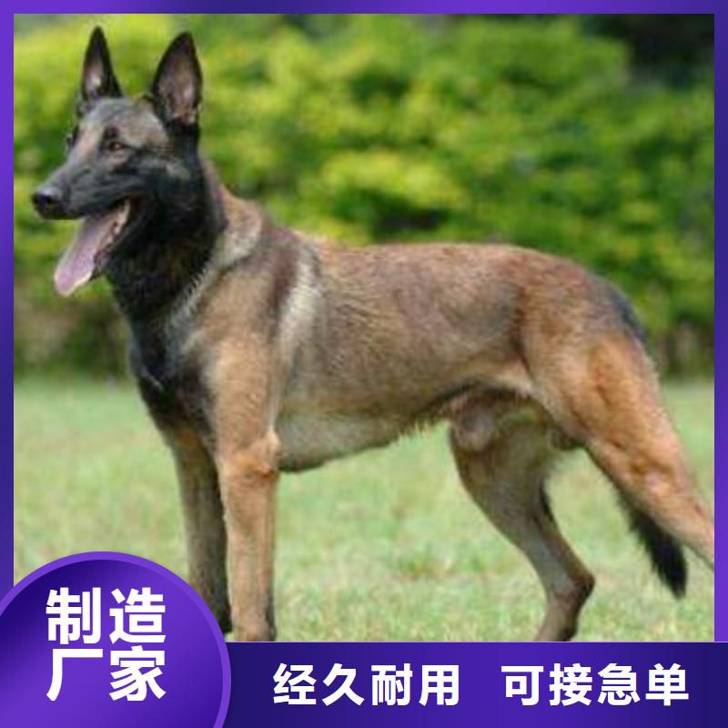 【马犬】 卡斯罗犬厂家规格全-一品犬舍(合作市分公司)