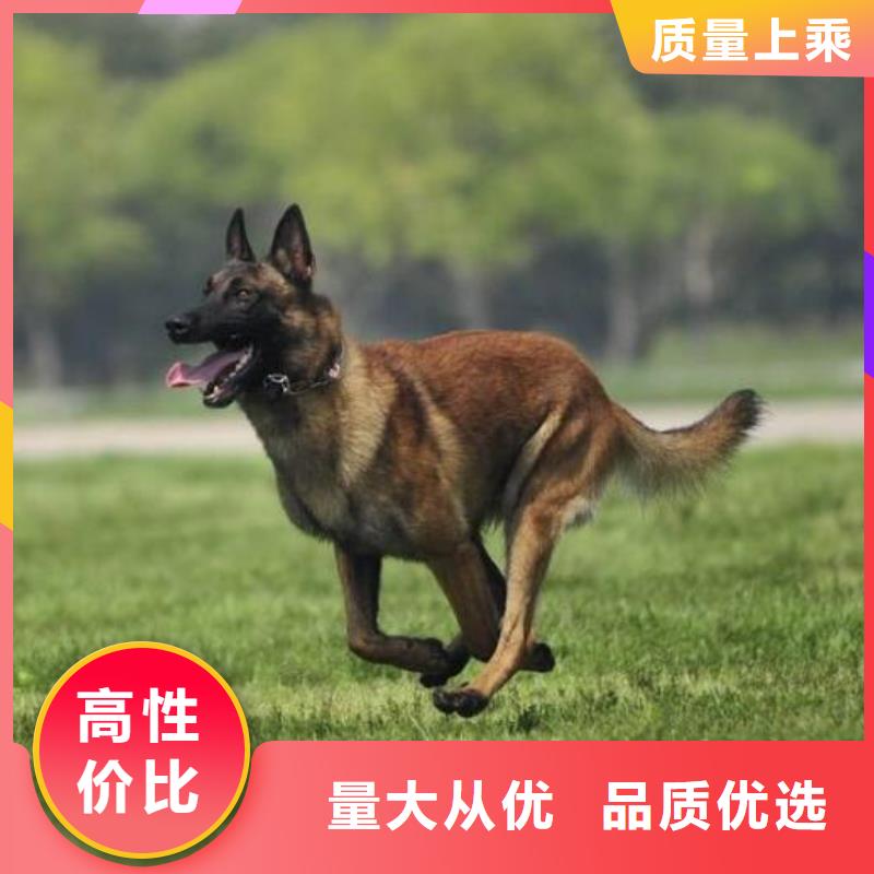 【马犬】 卡斯罗犬厂家规格全|杜高犬-一品犬舍(合作市分公司)