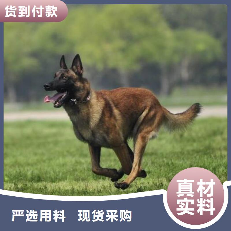 生产厂家【马犬】 卡斯罗犬厂家规格全