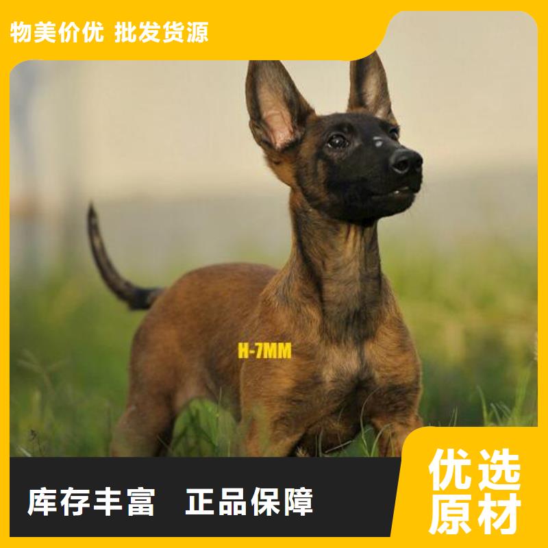 马犬,【杜高犬】自主研发-市场覆盖|晋州|高邑|张家口|沧州|承德|邯郸-企业旺旺