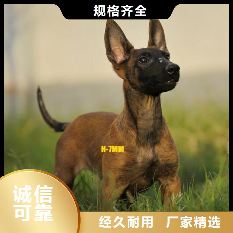 杜高犬-视频-杜高犬_甘肃省合作市市场覆盖玛曲|迭部|临夏|白银|平凉|兰州等