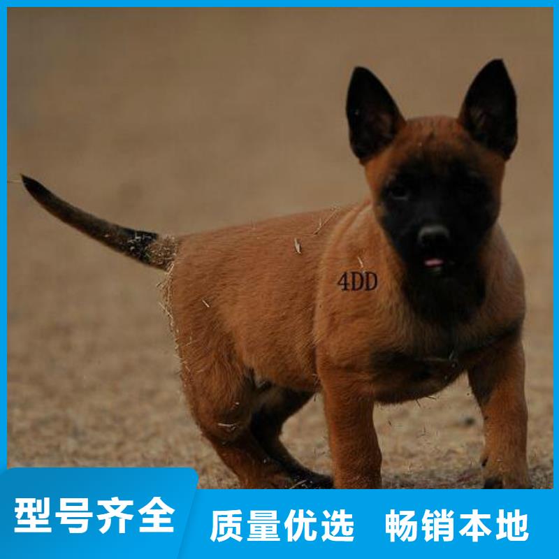 杜高犬-视频-杜高犬_甘肃省合作市市场覆盖玛曲|迭部|临夏|白银|平凉|兰州等