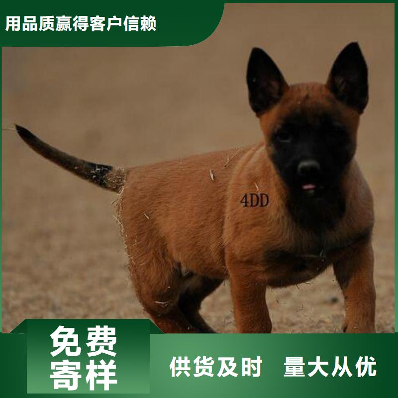 【马犬】 卡斯罗犬厂家规格全|杜高犬-一品犬舍(合作市分公司)