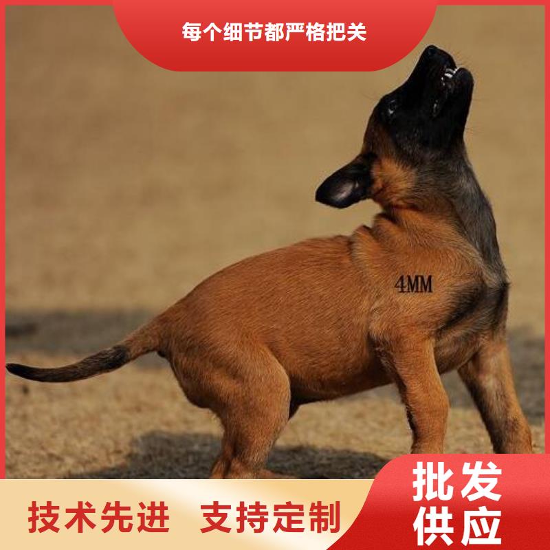 生产厂家【马犬】 卡斯罗犬厂家规格全