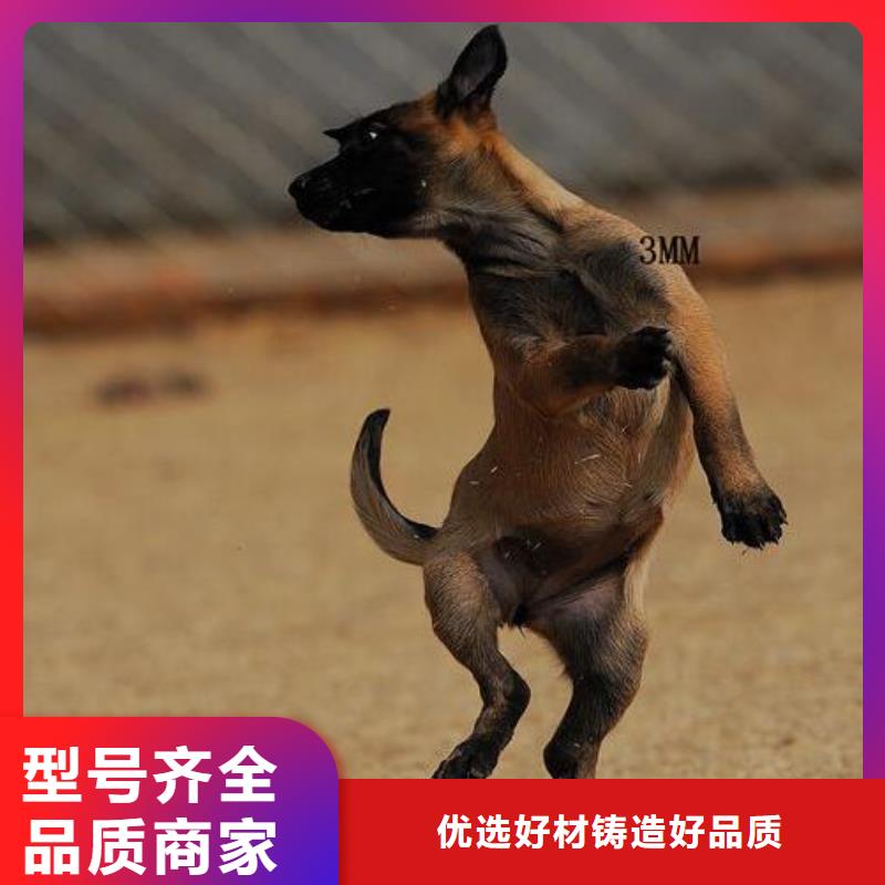 黄陂|江汉|荆州|宜昌|荆门|恩施|黄石|随州|十堰【 马犬_黑狼懂您所需】服务商