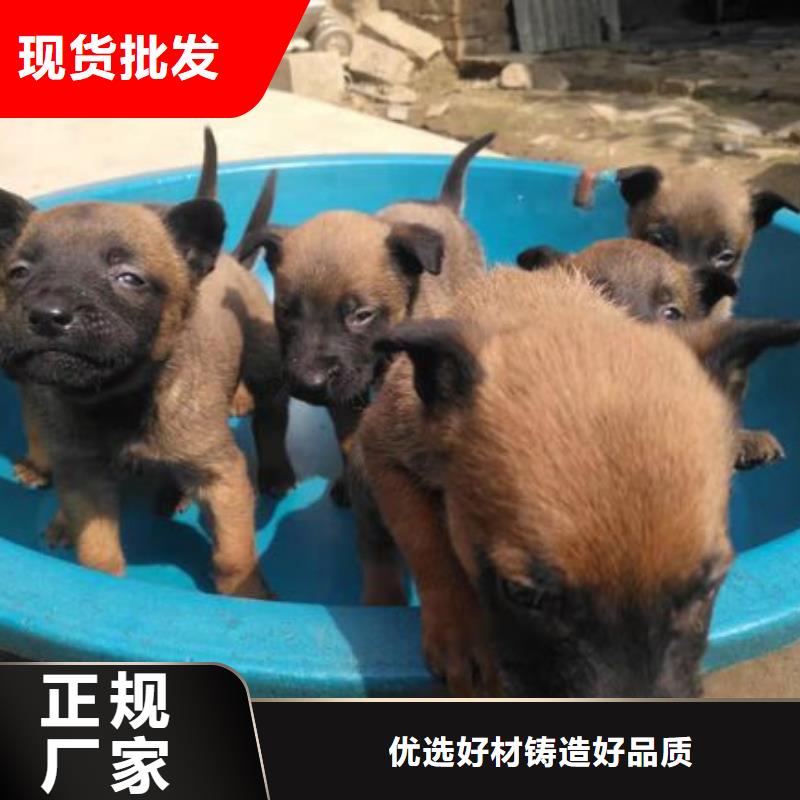 杜高犬视频-杜高犬-河北省石家庄市(周边)生产厂家-元氏|井陉|秦皇岛|沧州|邯郸|邢台|衡水|承德