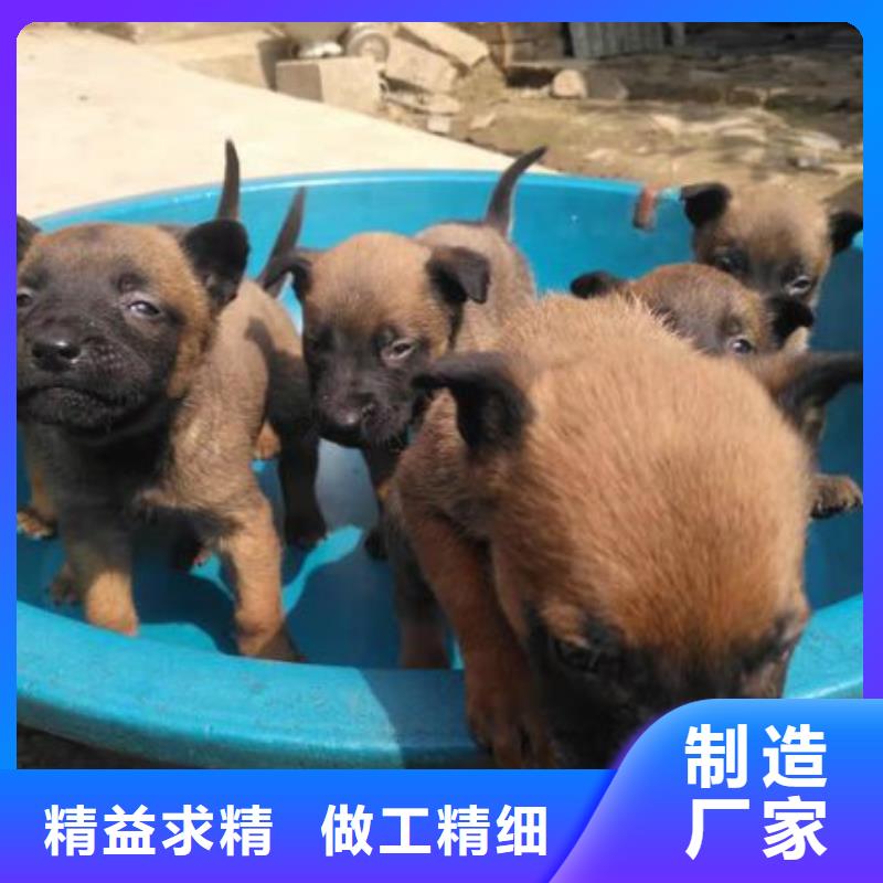 杜高犬视频-硚口|江汉|孝感|咸宁|荆州|宜昌|黄冈杜高犬厂家货源稳定-一品犬舍(武汉市分公司)