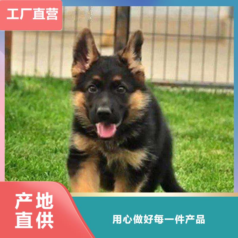【德国牧羊犬】黑狼免费回电