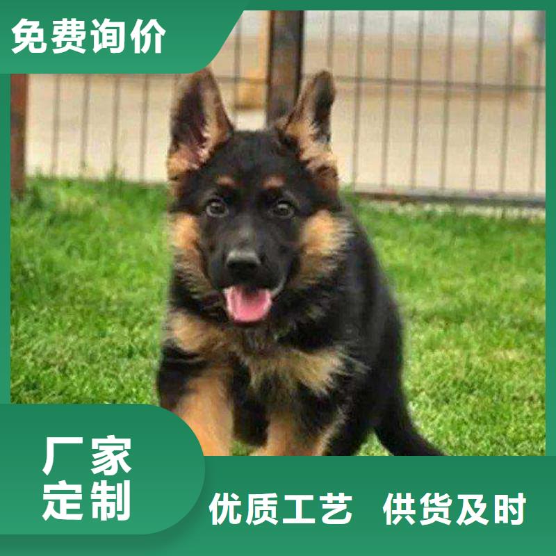 【德国牧羊犬-卡斯罗犬支持非标定制】