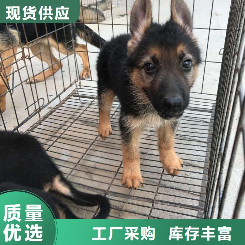 德国牧羊犬马犬多年实力厂家