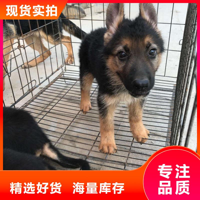 德國牧羊犬_德牧犬廠家現貨供應