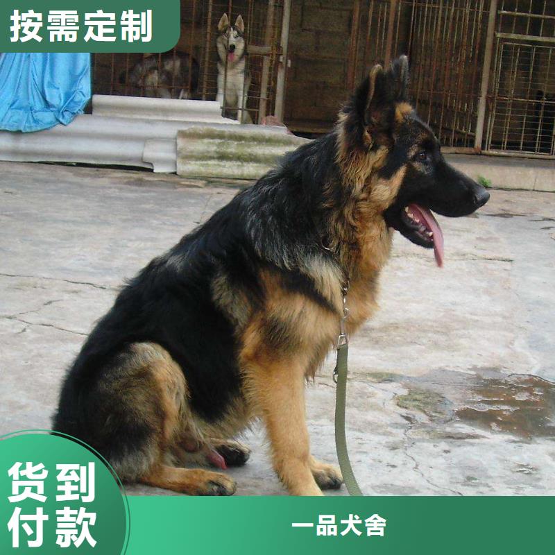 德国牧羊犬杜宾犬为品质而生产