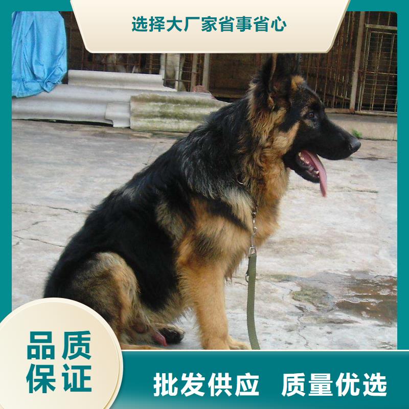 【 德国牧羊犬_卡斯罗犬支持定制】同城品牌