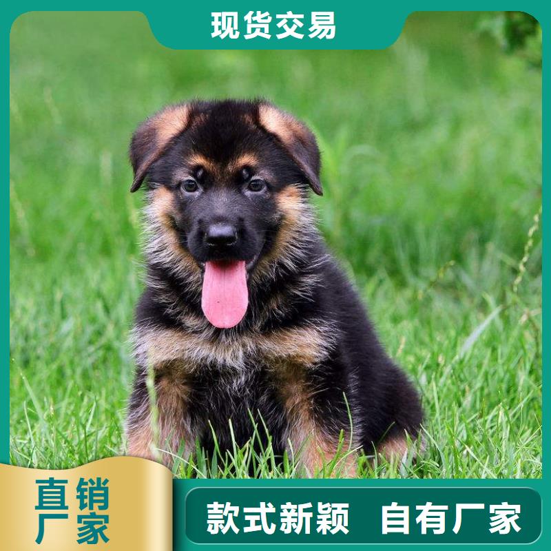德國(guó)牧羊犬【杜賓犬】一個(gè)起售