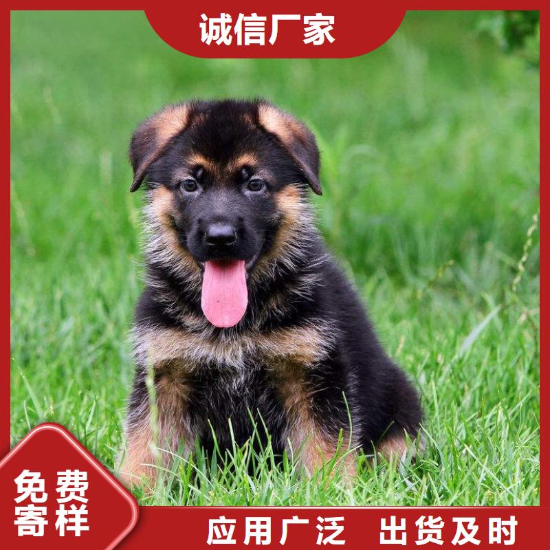 【 德国牧羊犬_卡斯罗犬支持定制】同城品牌