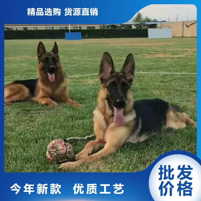 德国牧羊犬马犬多年实力厂家