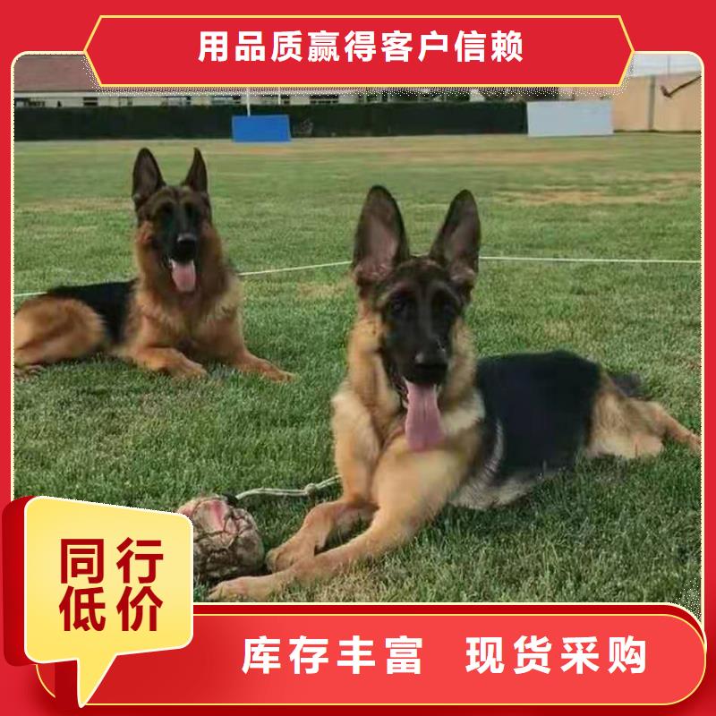 【德國牧羊犬卡斯羅犬廠誠信經(jīng)營(yíng)】