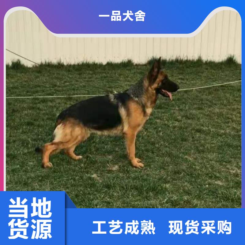 【德國牧羊犬卡斯羅犬廠誠信經(jīng)營(yíng)】