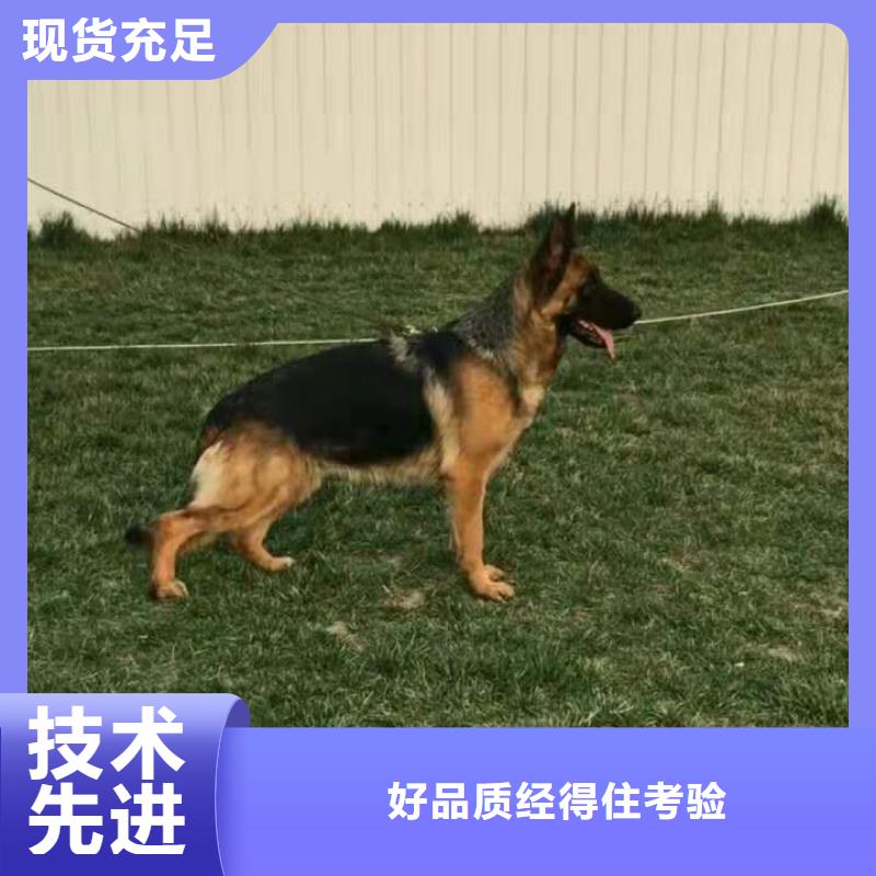 【 德国牧羊犬_卡斯罗犬支持定制】同城品牌