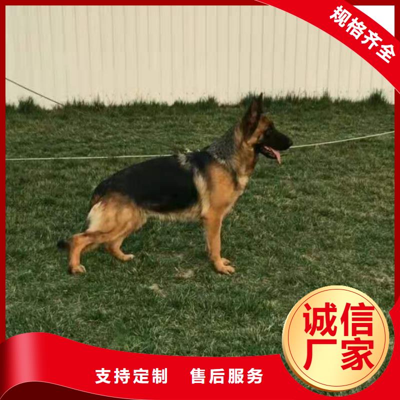 德国牧羊犬马犬拥有多家成功案例